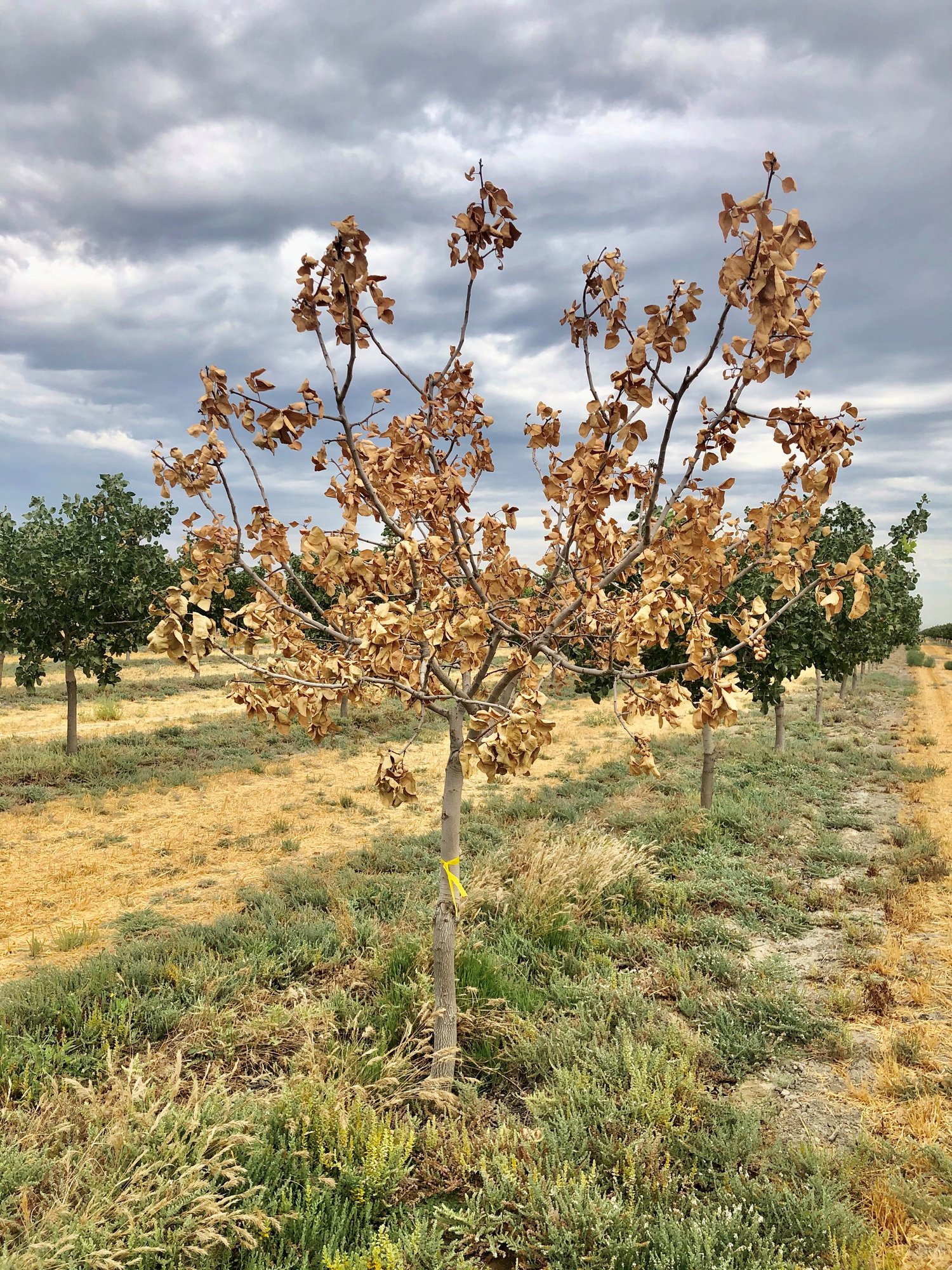 Florent Trouillas on the use of Orondis in pistachios