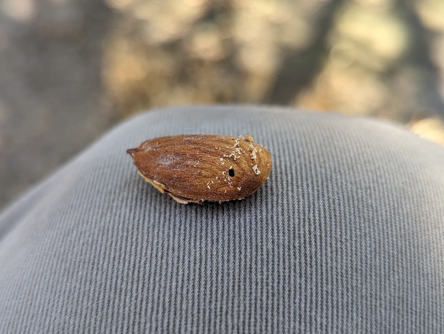 Carpophilus truncatus with Houston Wilson episode artwork