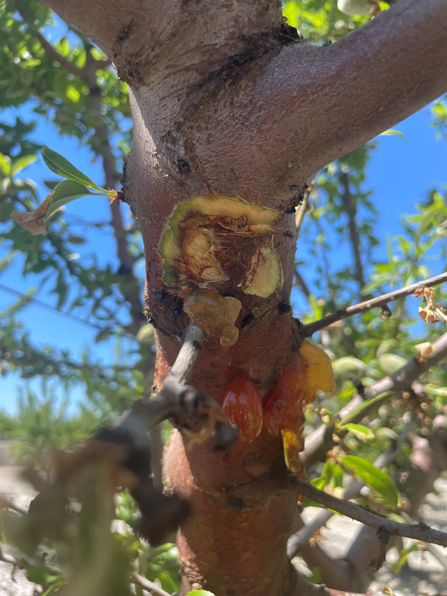 Florent Trouillas on the 2023 aerial phytophthora outbreak in almonds episode artwork