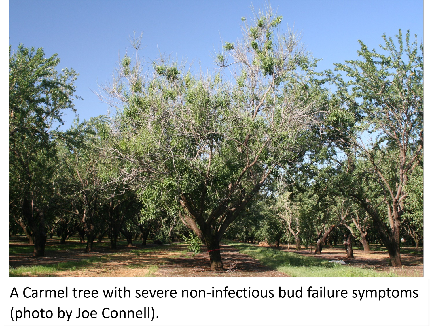 Almond Non-Infectious Bud Failure episode artwork