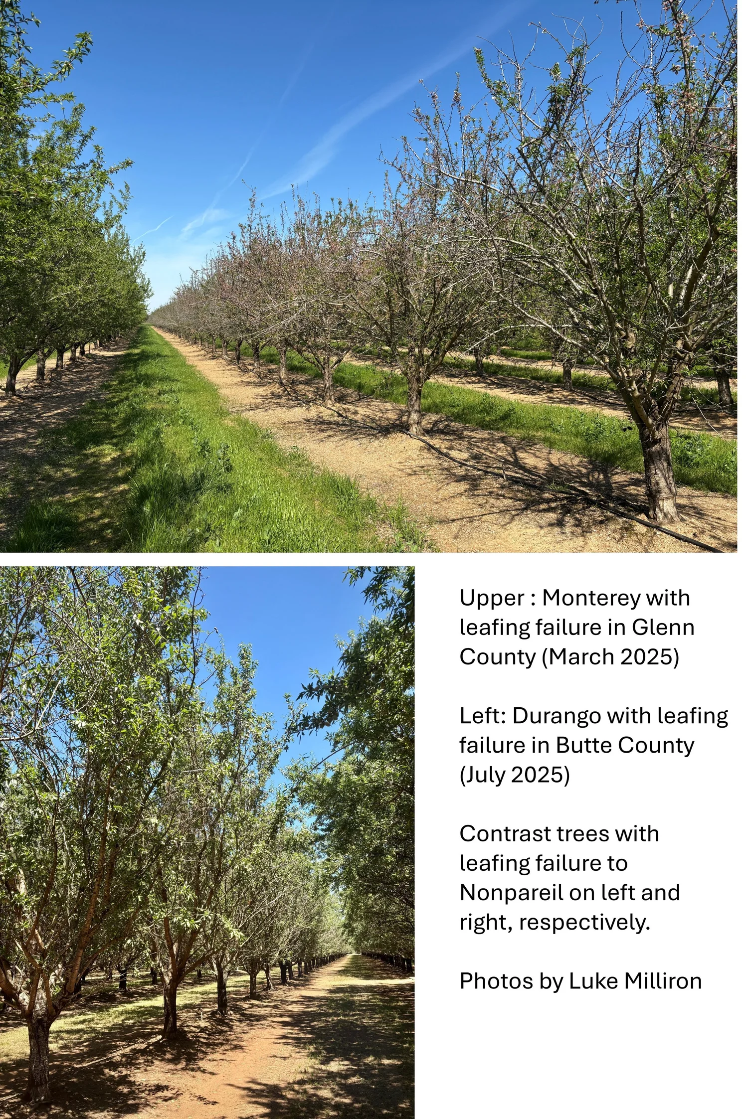 Almond Environmental Bud Failure / Monterey Leafing Failure (2025) episode artwork