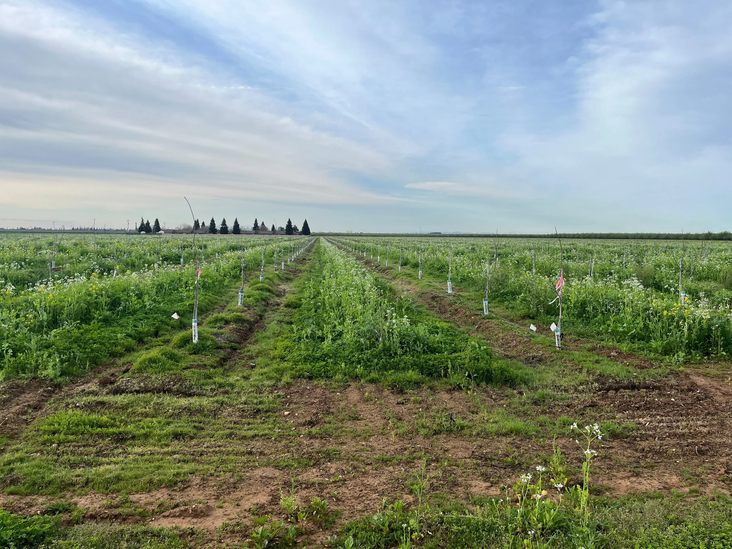 Water use in regenerative and cover cropped orchards