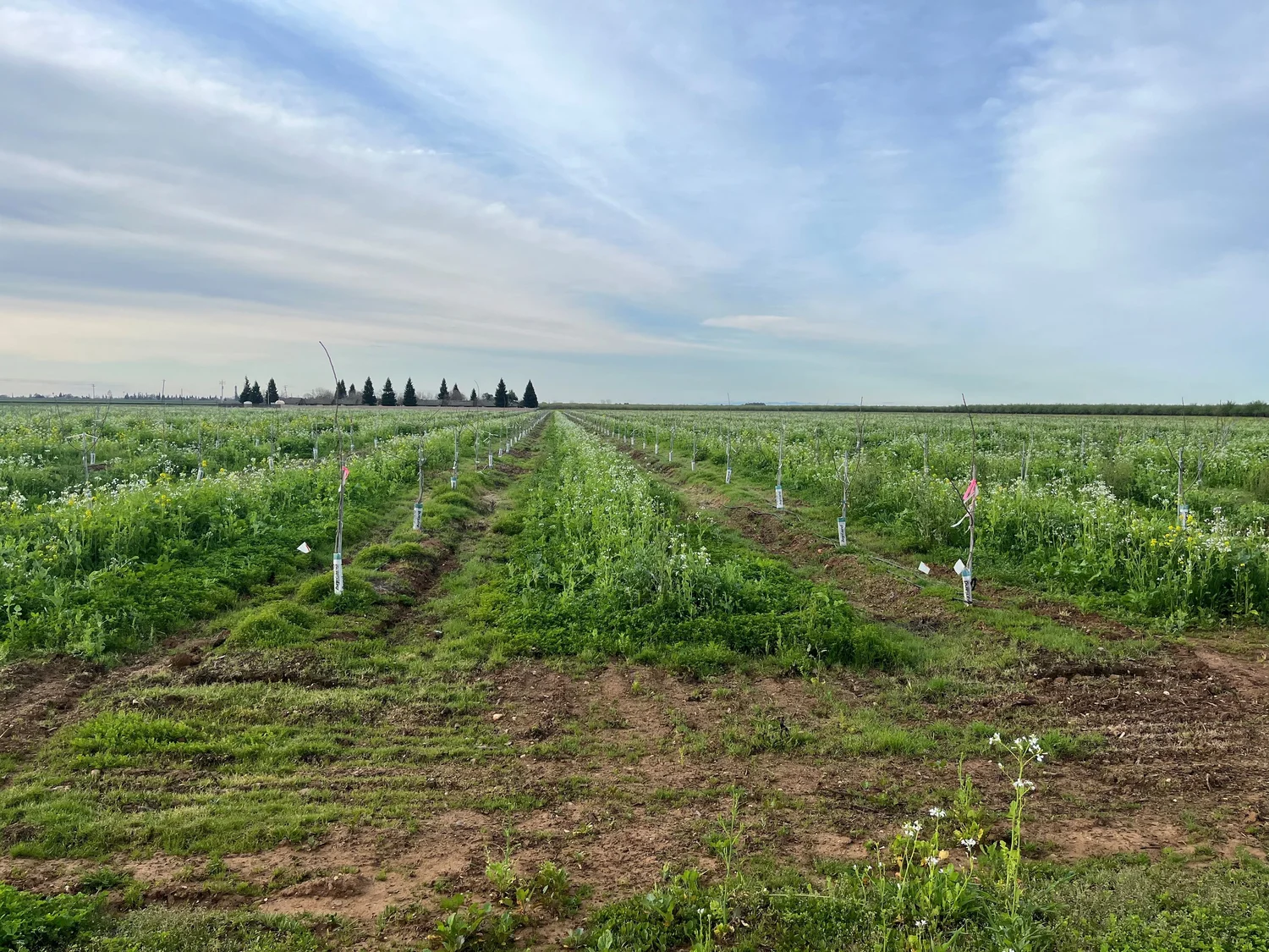 Water use in regenerative and cover cropped orchards episode artwork