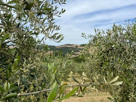 Boron fertilization of olives