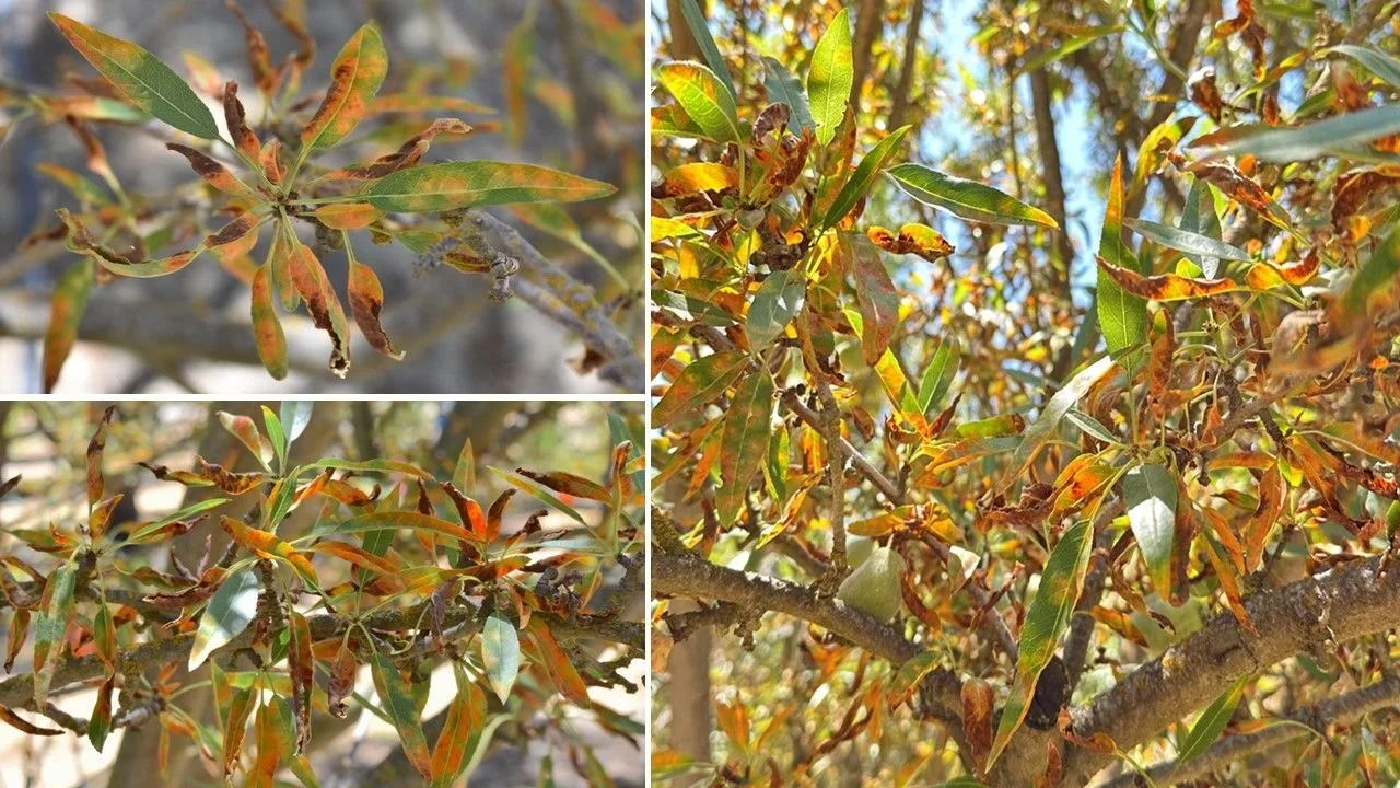 Red Leaf Blotch (2026)