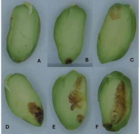 Polyphenol deposition in pistachios - what is it, and how do cultivar and irrigation influence it?