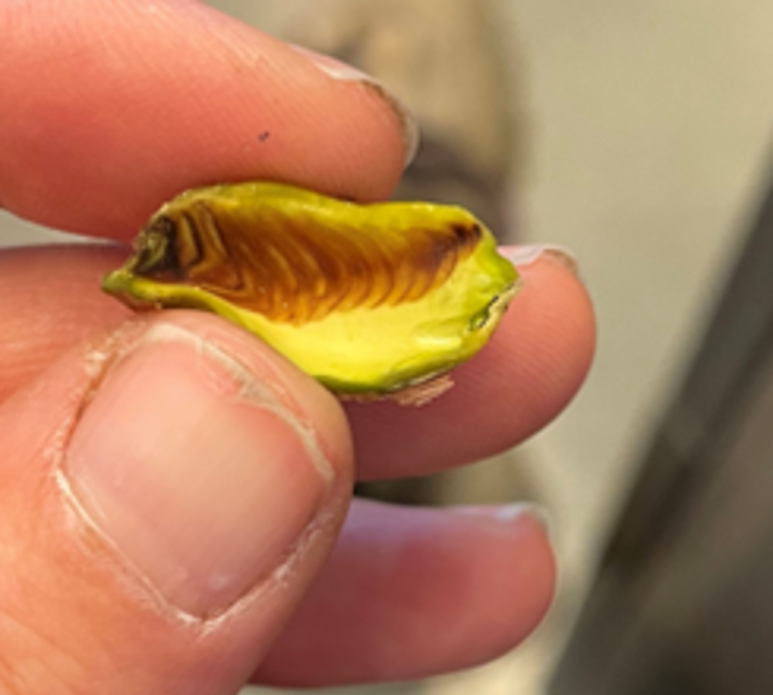 The effect of pollen on pistachio fruit and polyphenol deposition episode artwork