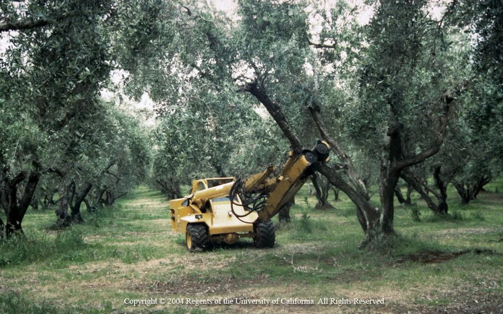 ACC research in olives with Becky Wheeler-Dykes