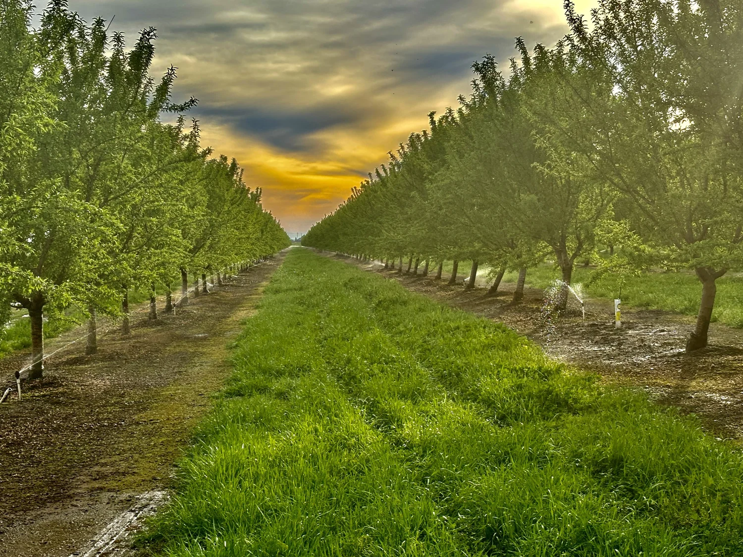 Encore: Earlier Irrigation Start in Almond