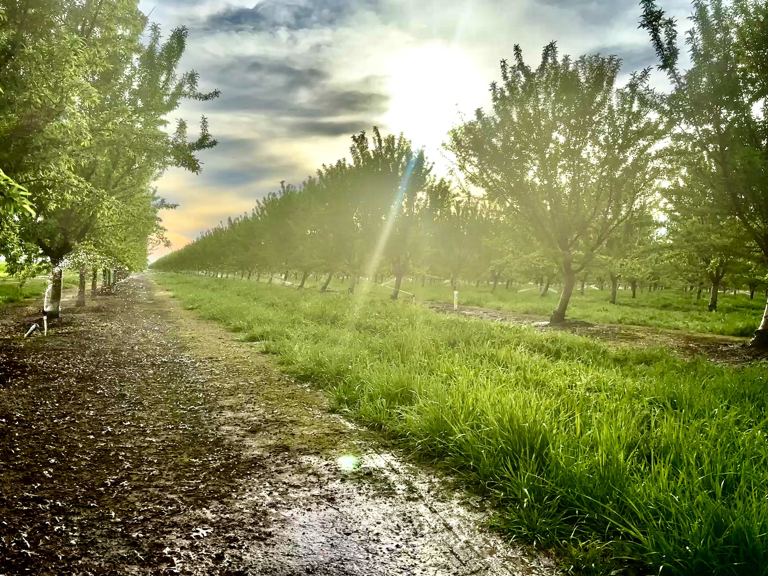 2026: Earlier Almond Irrigation Start Revisited 