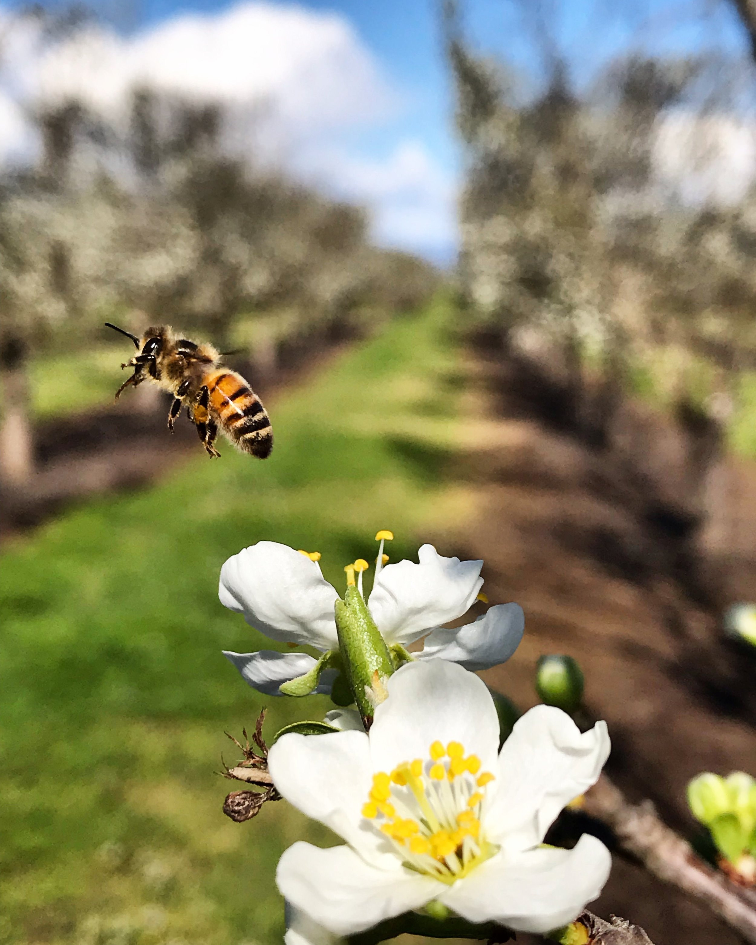 2026 Prune Fruit Set, GDH30, and Cost of Thinning