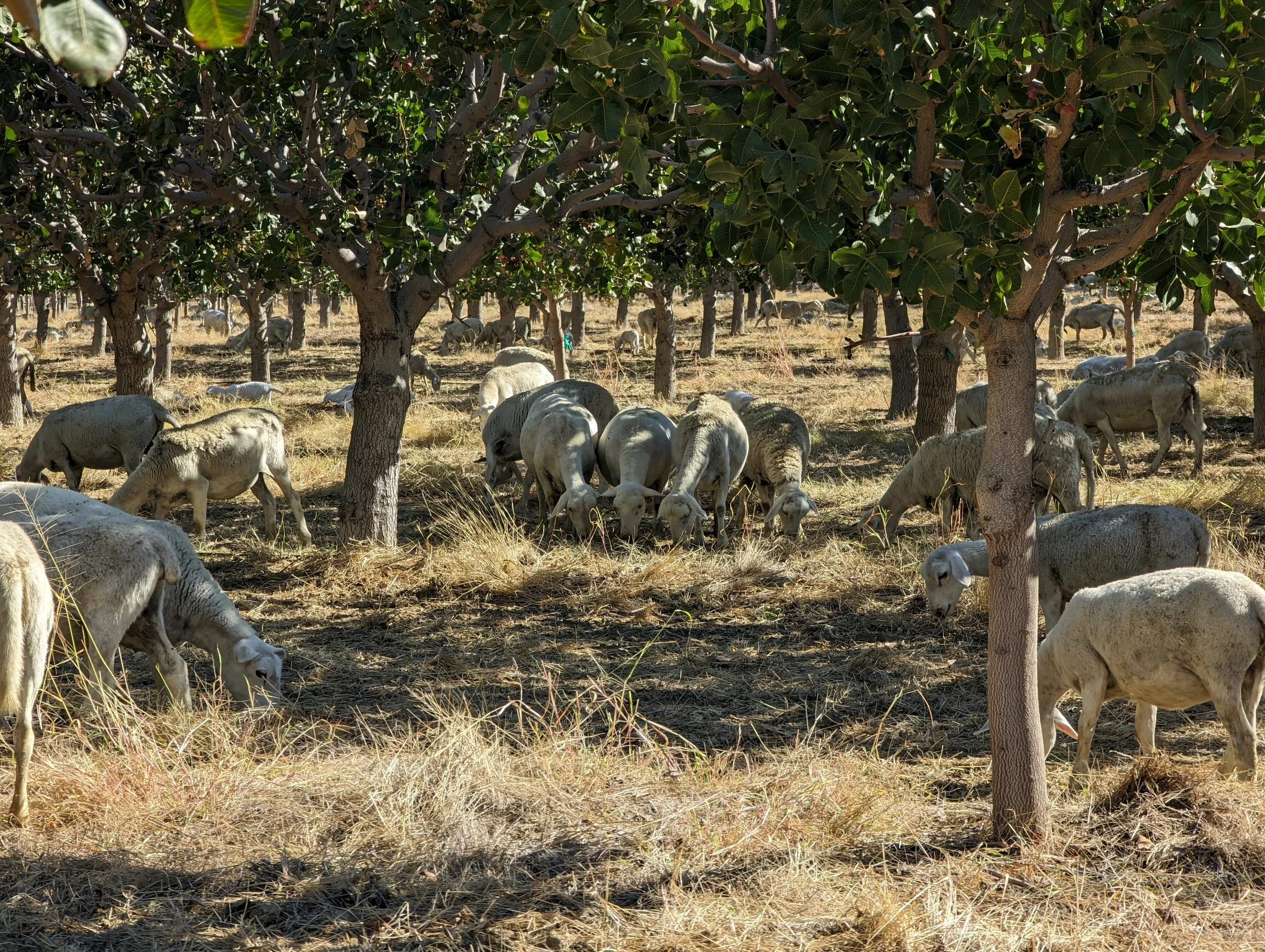 Impact of sheep grazing on nut mummies in orchards