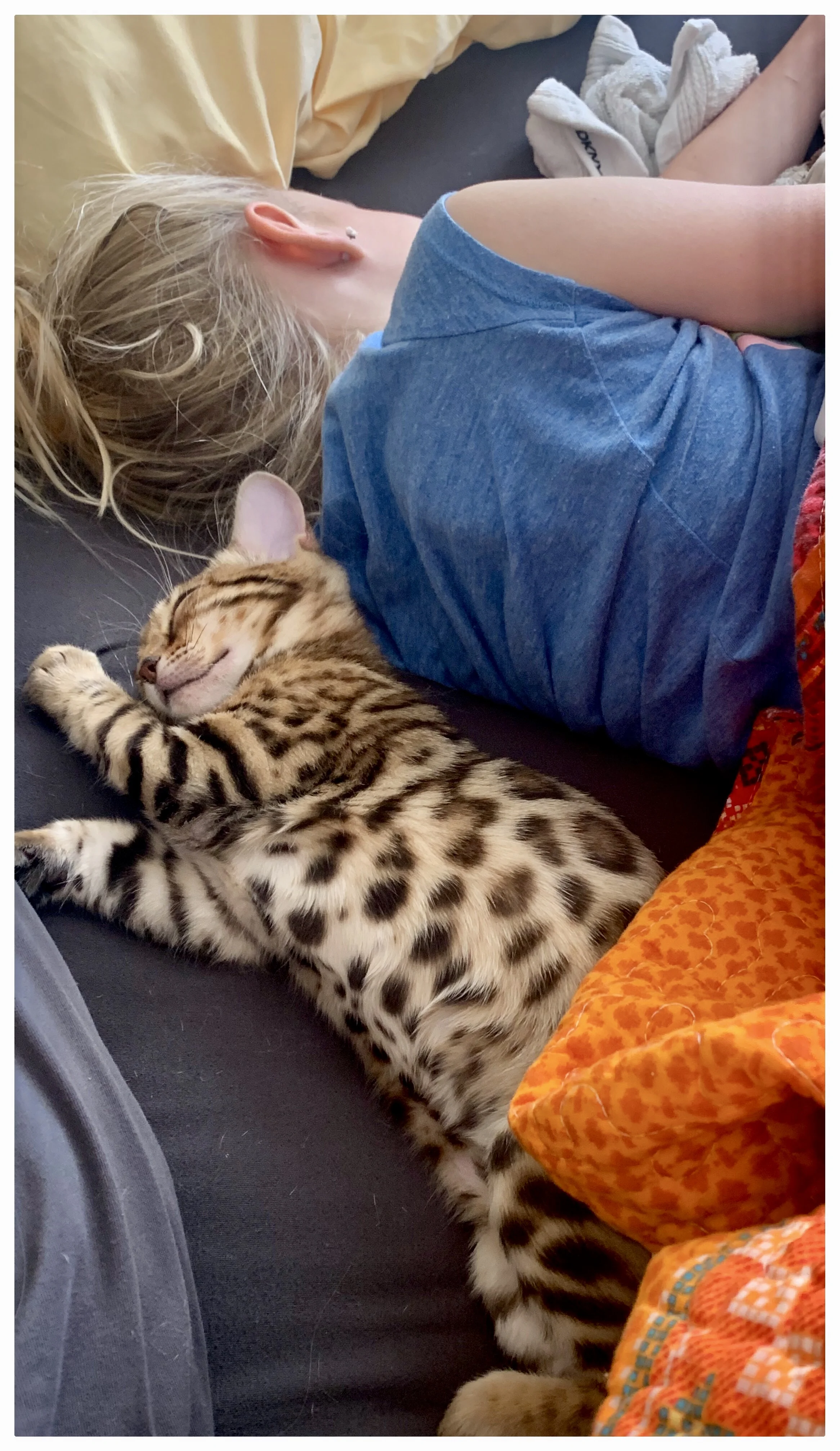 Laguna napping with her hooman in Park City, UT
