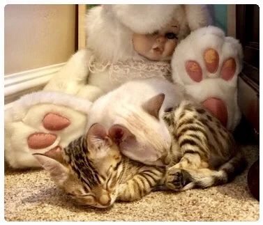 Siam (Snow) and Freyja adjusting to life in Payson, UT