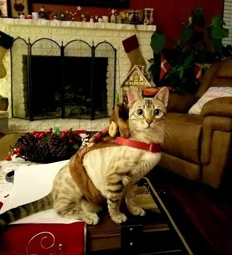 Nora-Reindeer.jpg