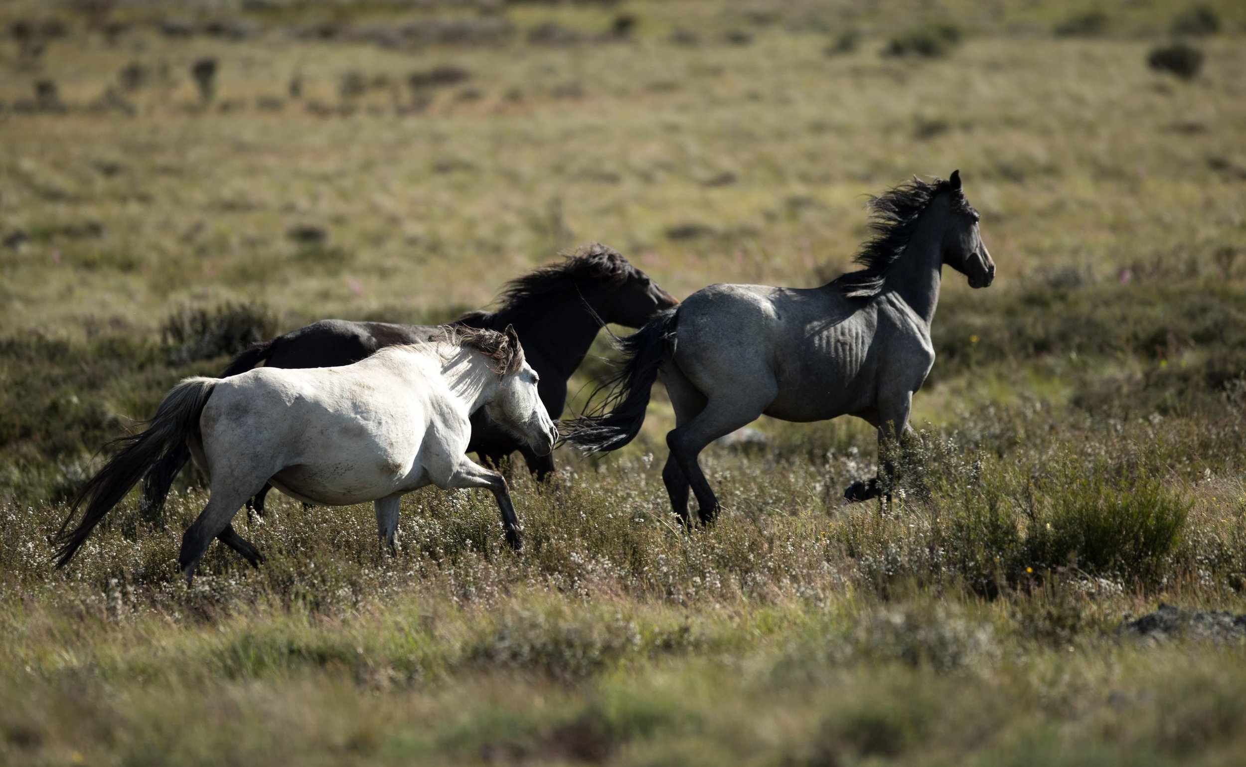 kosciuszko_burmbies_3_pack_field_running.jpeg