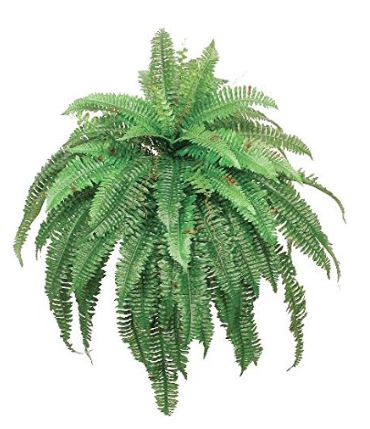 boston fern bush