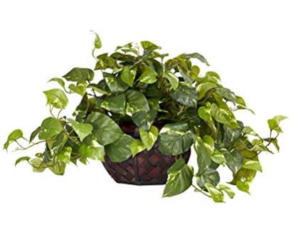 Natural Pothos