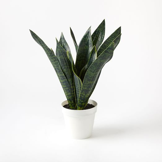  faux snake plant