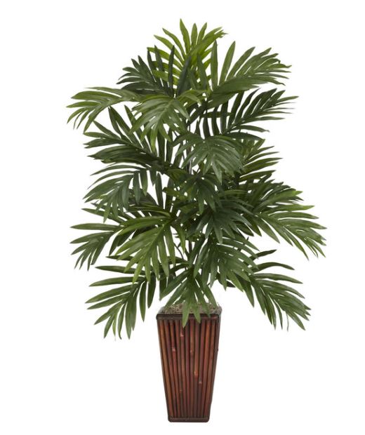 areca palm