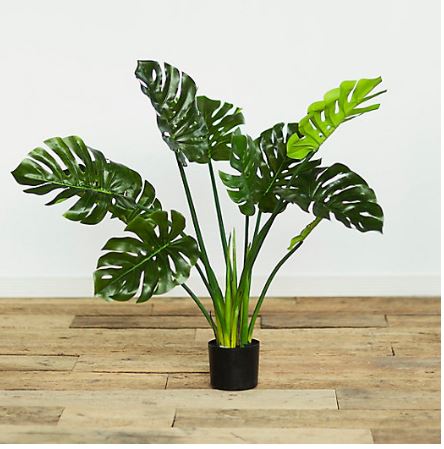  Faux Philodendron