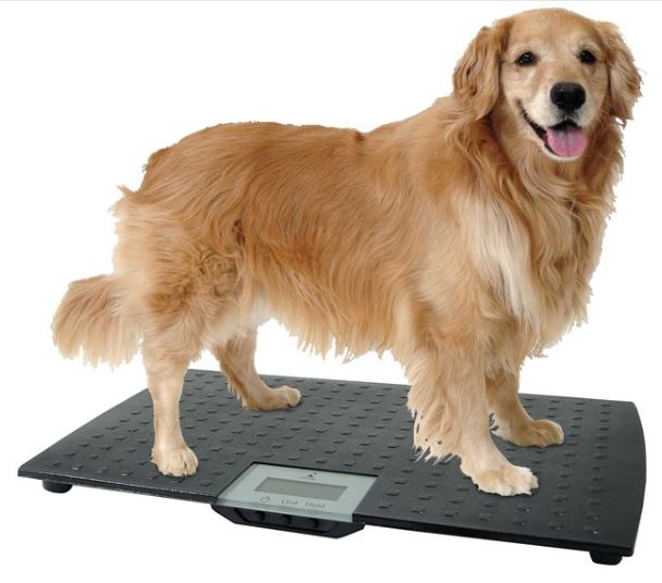 Large digital pet scale