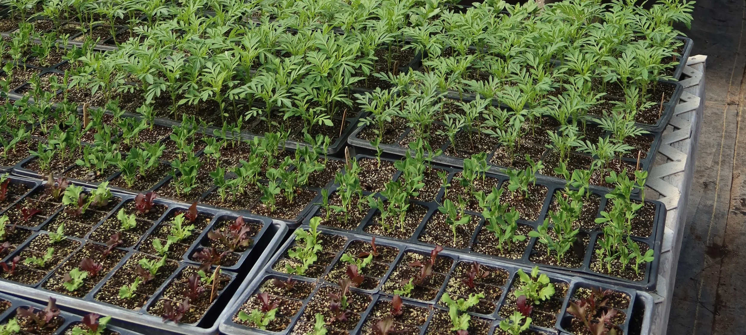 Garden Center Kickoff & Garden Start Pick-Up