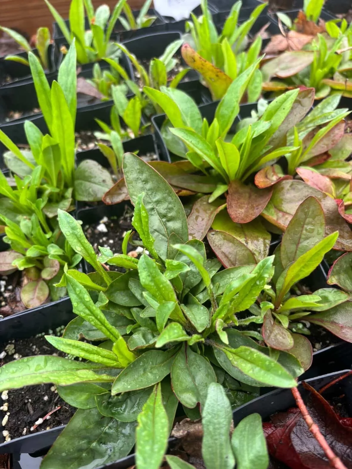 Only a couple more weeks to order your local Garden &amp; Native Plant Starts! 🌱

These are the best starts, perfectly suited for central Indiana climate and conditions.

These heirloom and heritage varieties are started locally by @fullhandfarm and