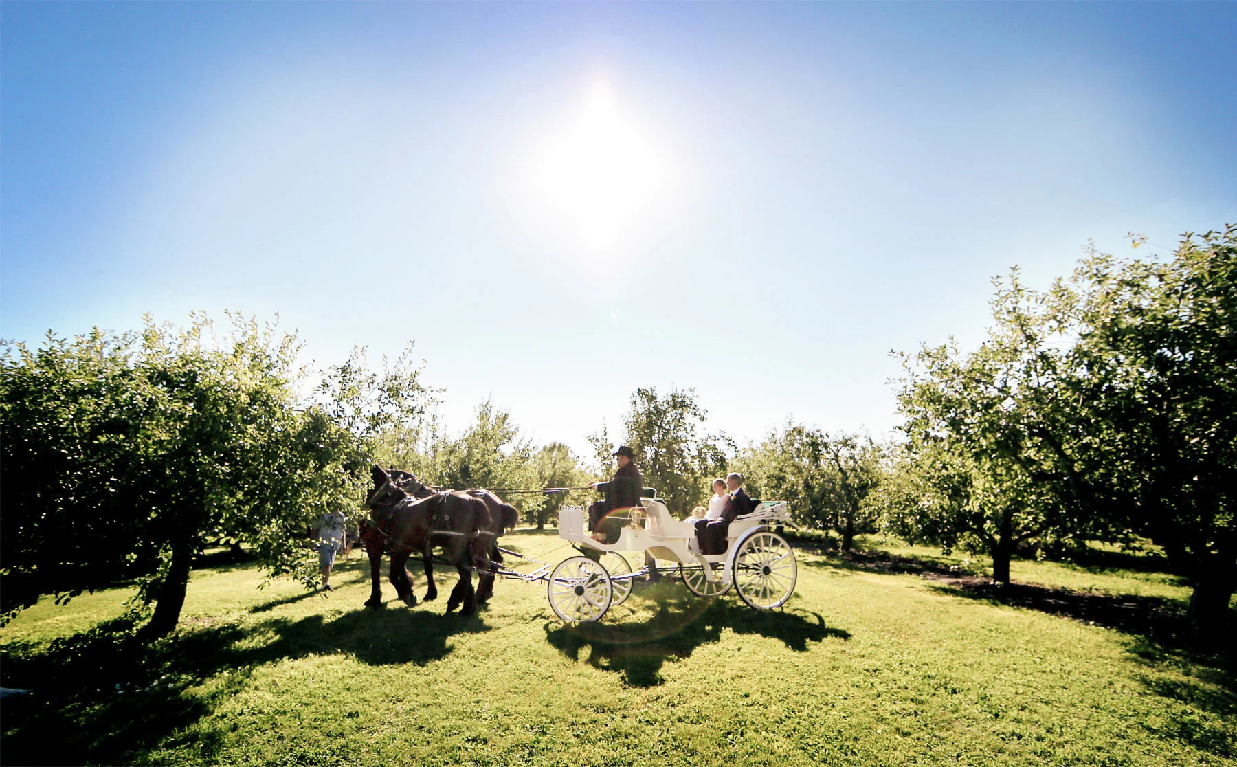 08-Minneapolis-Minnesota-Wedding-Photography-by-Vick-Photography-Minnesota-Harvest-Apple-Orchard-Horse-Carraige-Emilie-&-Giovanni.jpg