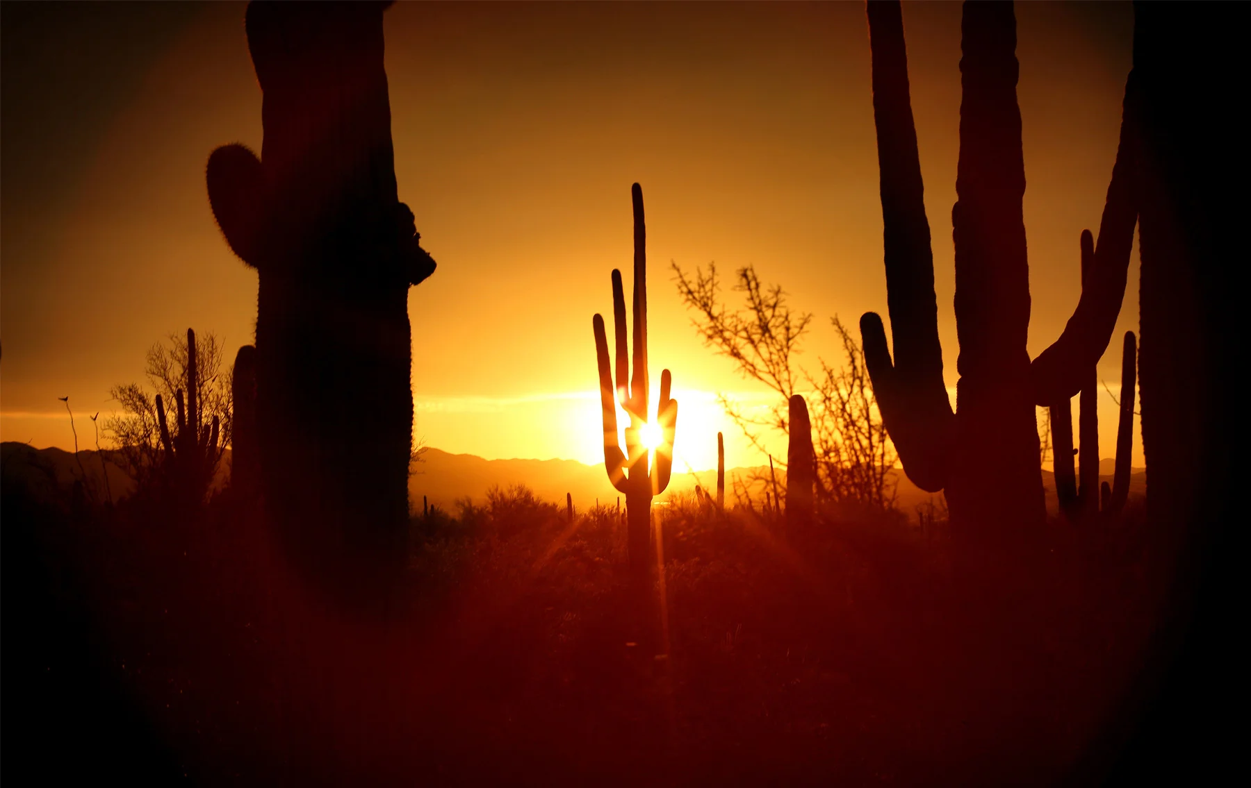 14-Tuscan-Arizona-Wedding-Photography-by-Vick-Photography-Destination-Wedding-Desert-Old-Tucson-Studios-Cactus-Sunset-Night-Photography-Elsa-and-Arthur.jpg