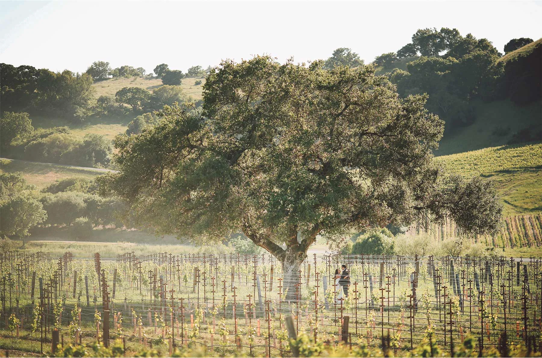 19-Napa-California-Wedding-Photographer-by-Andrew-Vick-Photography-Spring-Destination-Carneros-Resort-and-Spa-Bride-Groom-Vineyard-Winery-Vintage-Alex-and-Roger.jpg