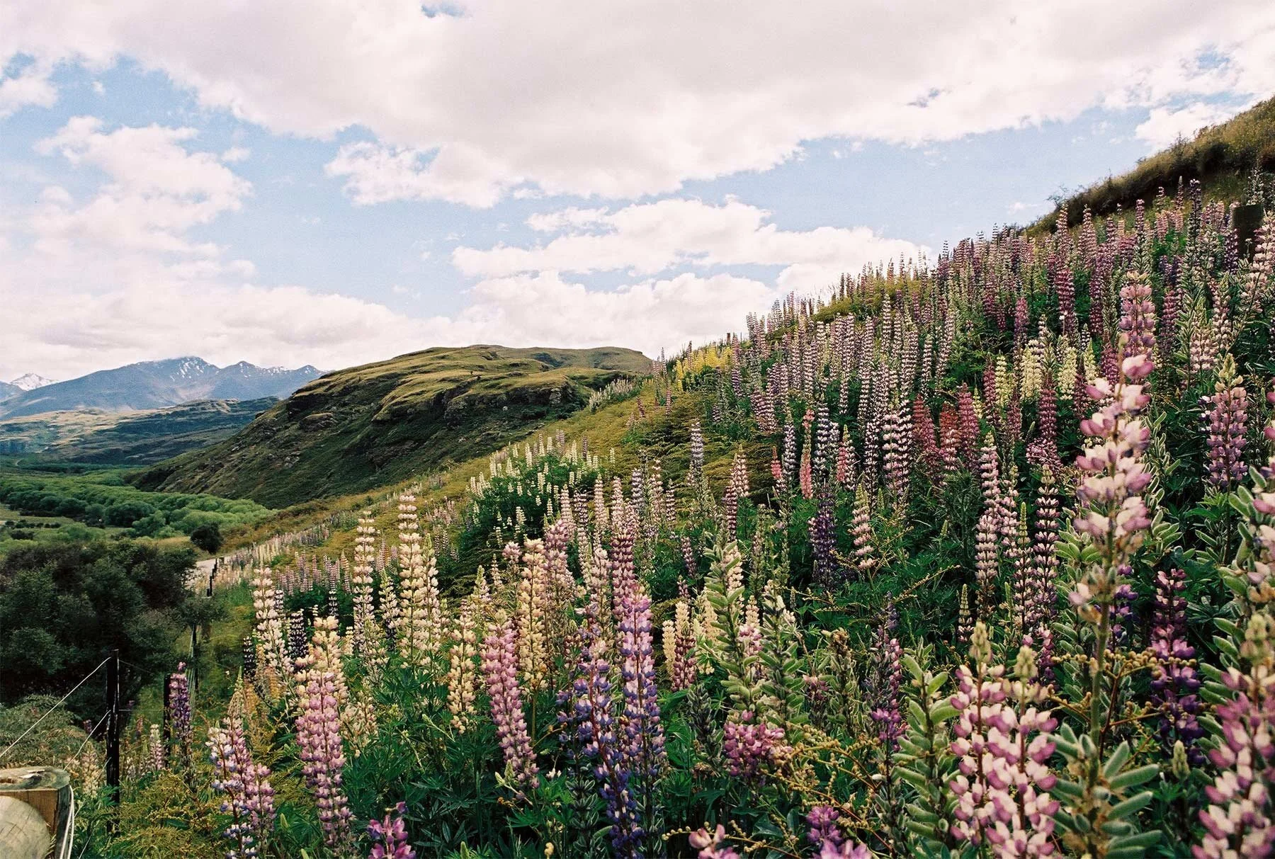 New Zealand Awaits