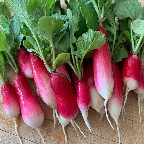 Radishes: The gateway garden veg.

Planting these guys is so rewarding. They come up! What do you do with them? Wash and eat! Dip in softened butter with a little salt; slice and mix into a relish or coleslaw or even if you just admire them popping u