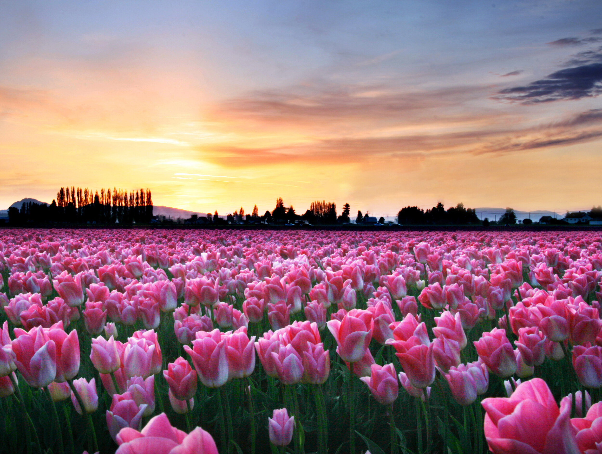 Sunsets &amp; Tulips Shot with the Nikon D5500