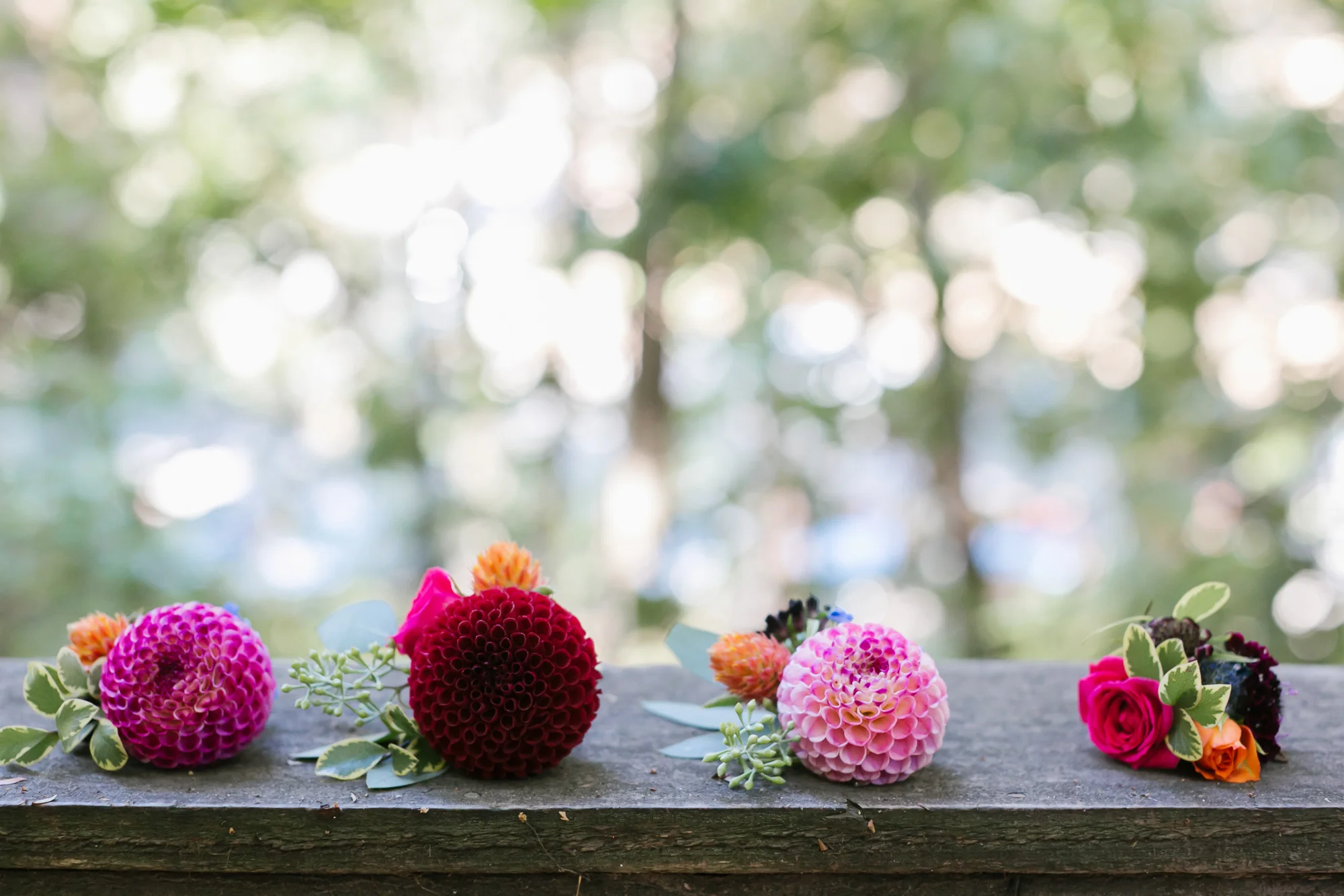 Colorful pink dahlia boutonnieres lined up before being pinned