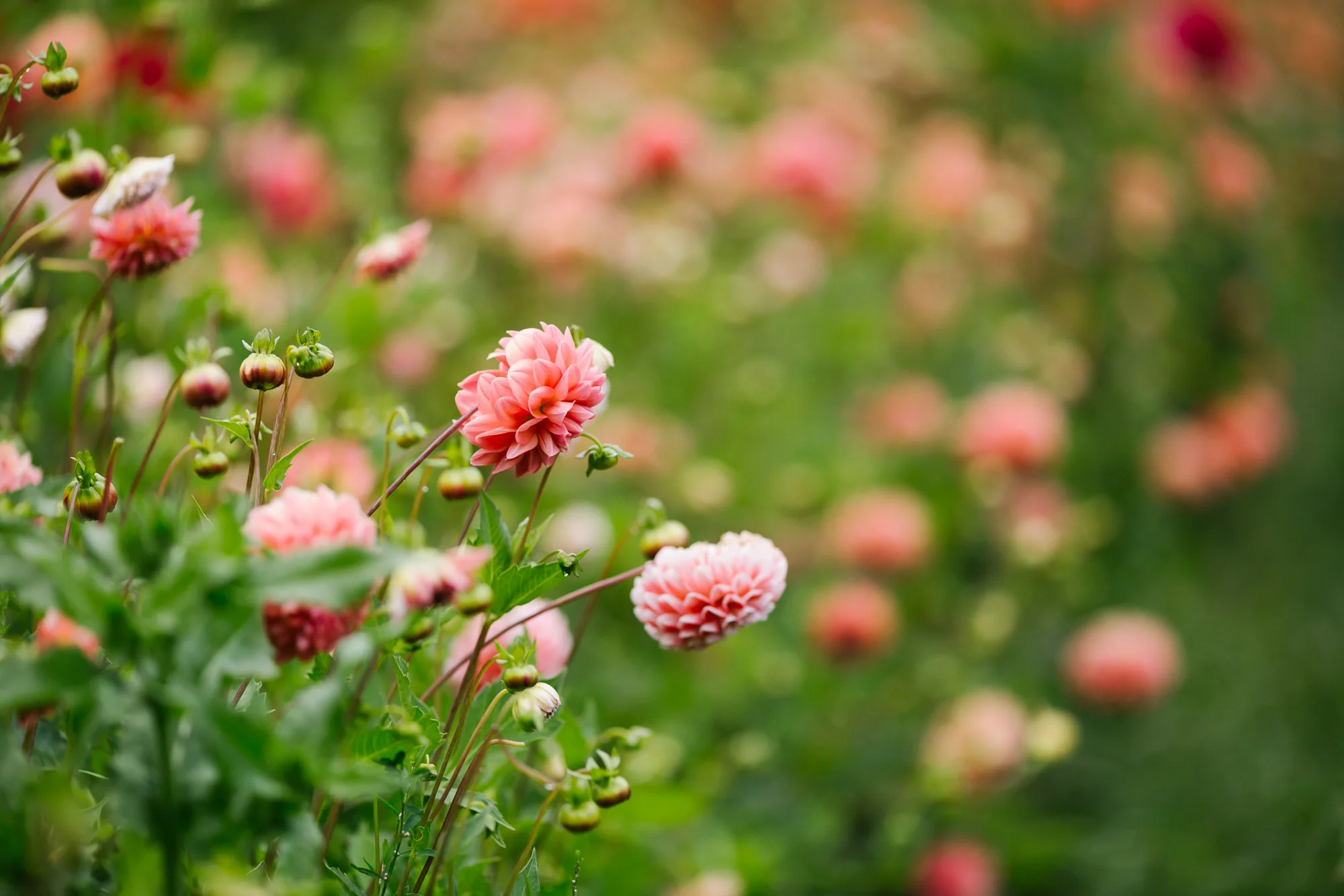 pink dahlias grown at oz farm on the coast of northern california