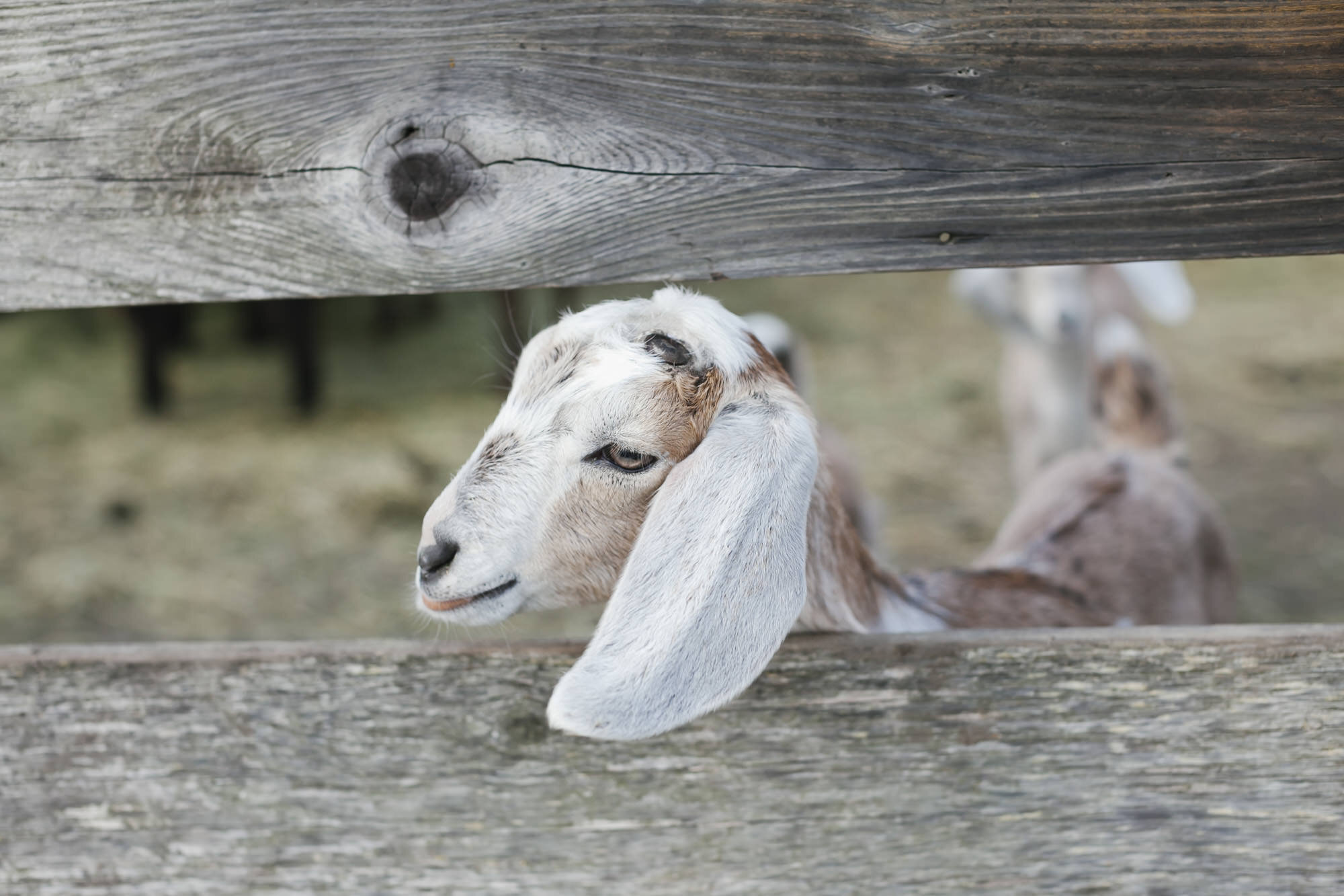 Spring baby goats at Slide Ranch during engagement session