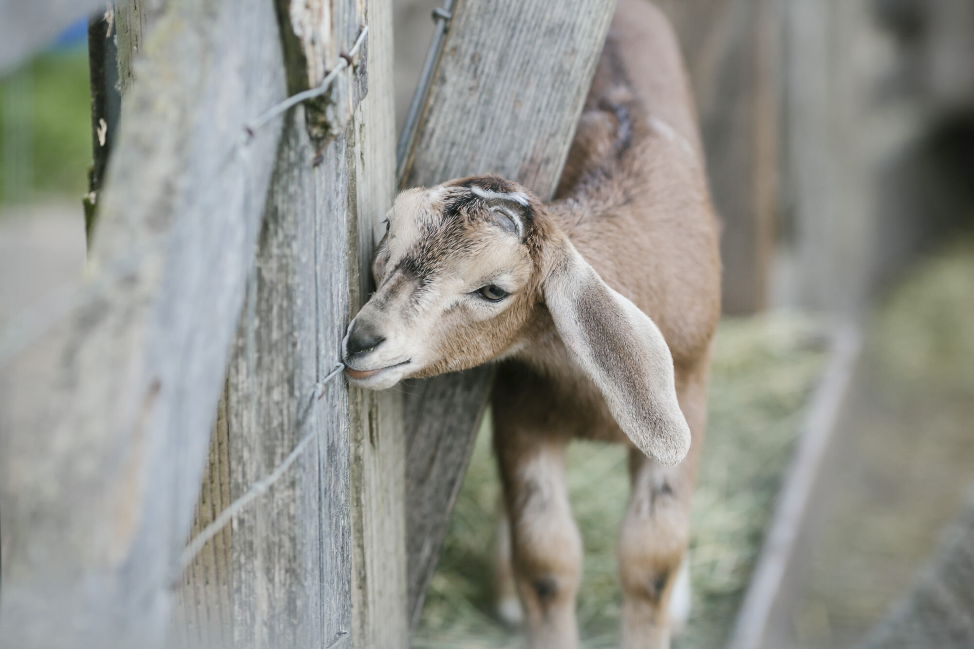 Baby goat at Slide Ranch in Marin during engagement session