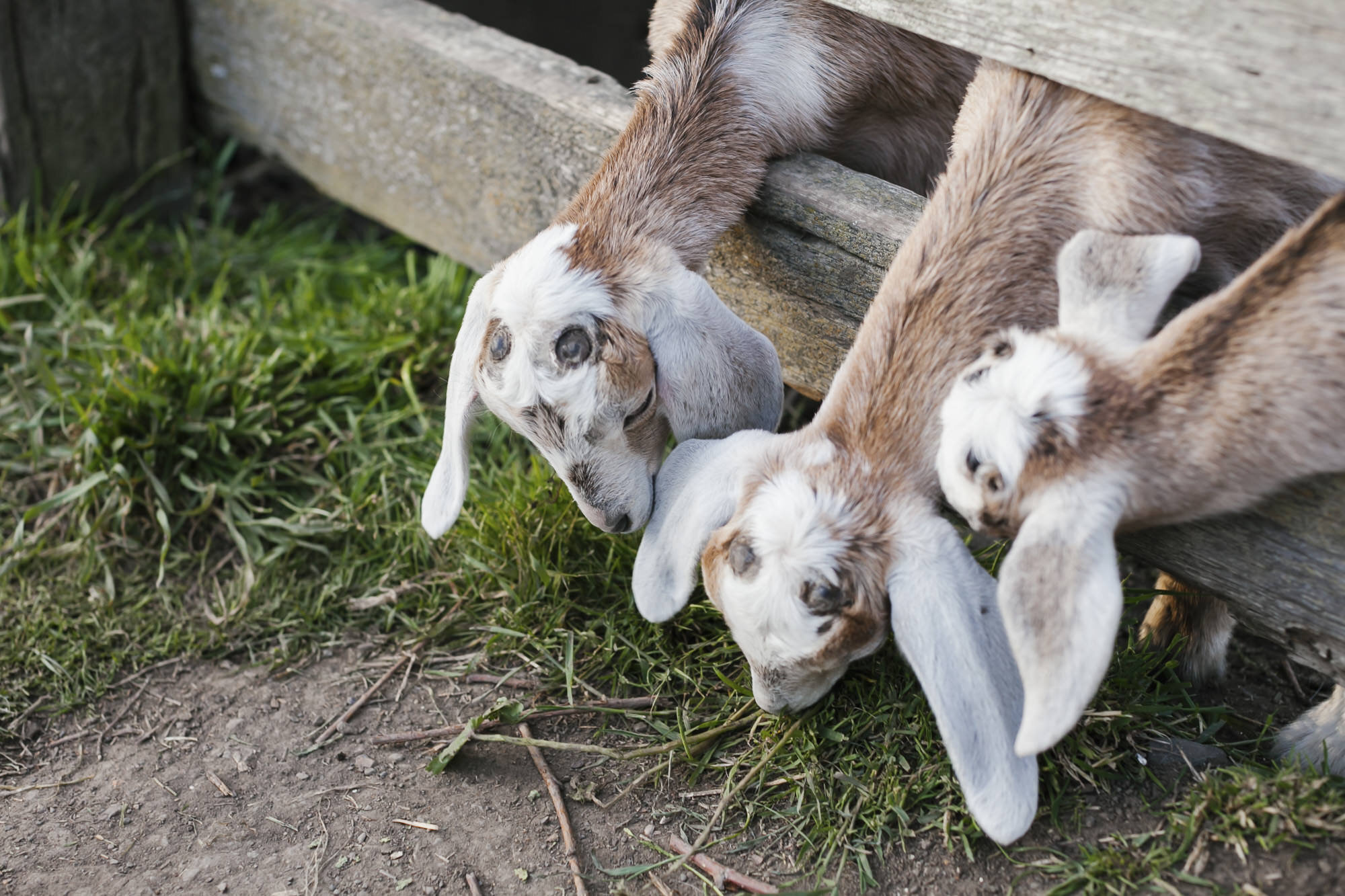Spring baby goats at Slide Ranch during engagement session