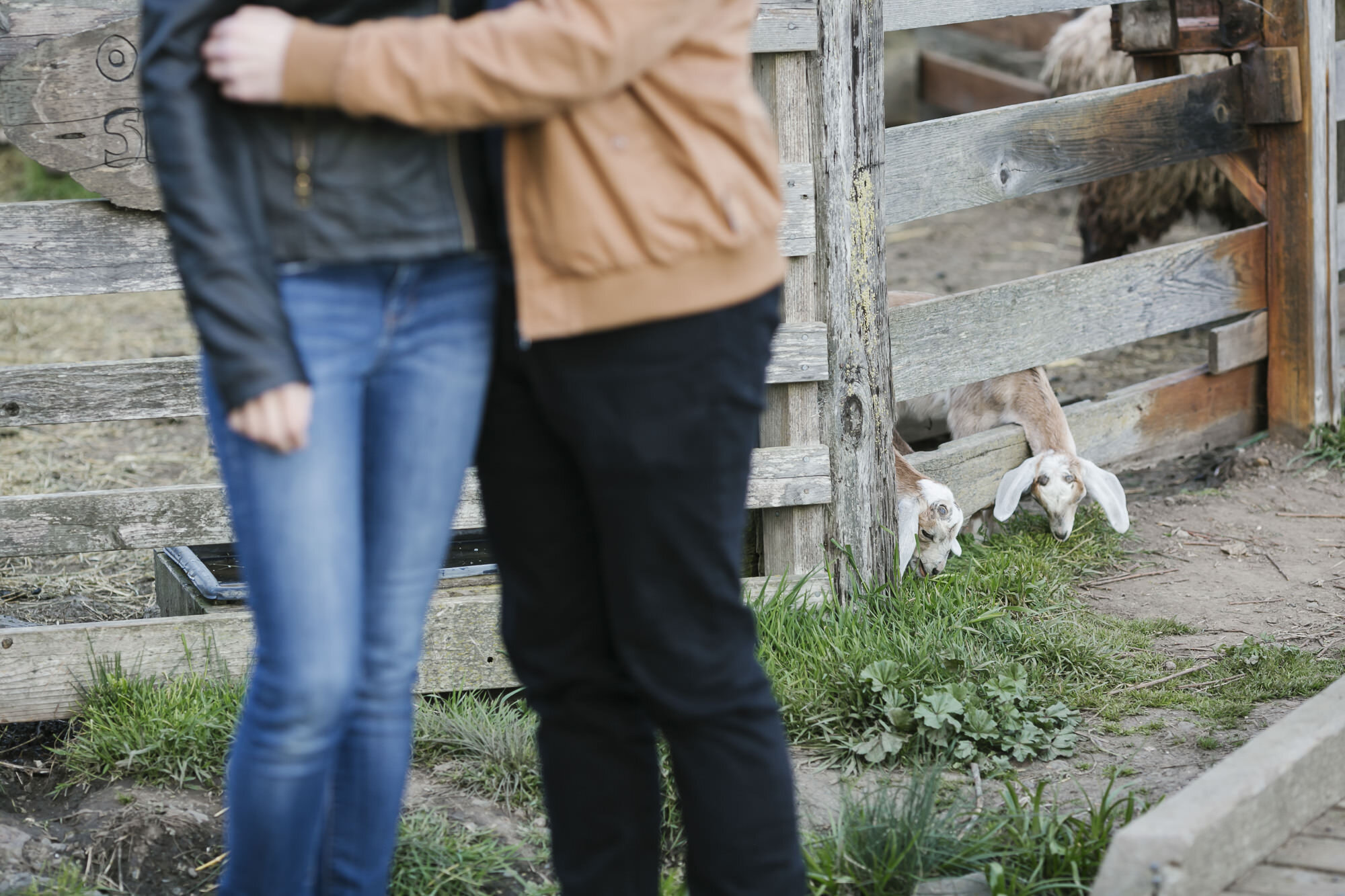 Engagement session with baby goats at Slide Ranch coastal farm in California