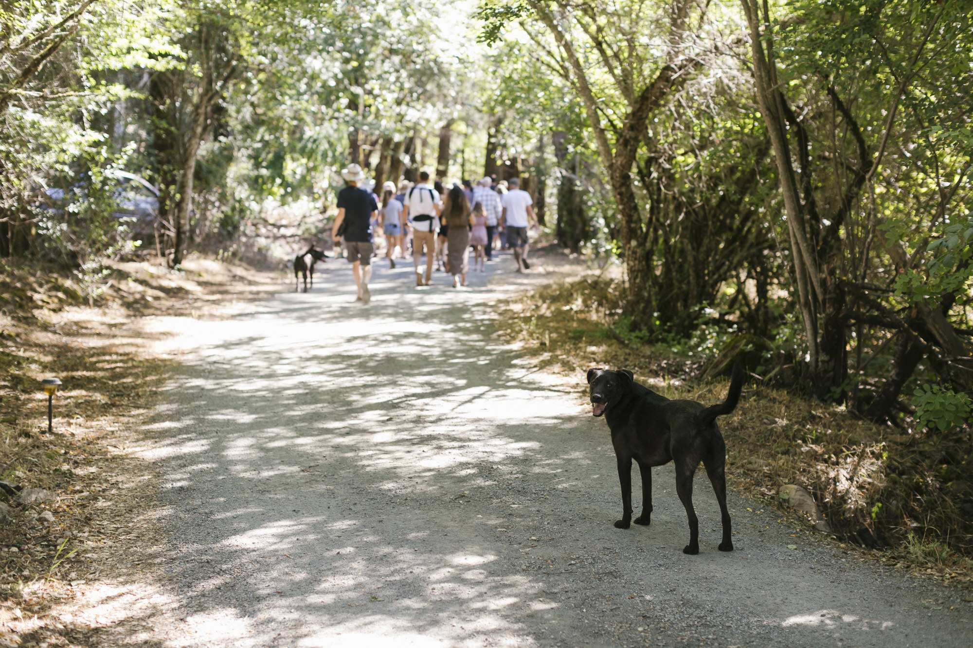 Dogs and wedding guests walk towards ceremony site for backyard wedding in Sonoma