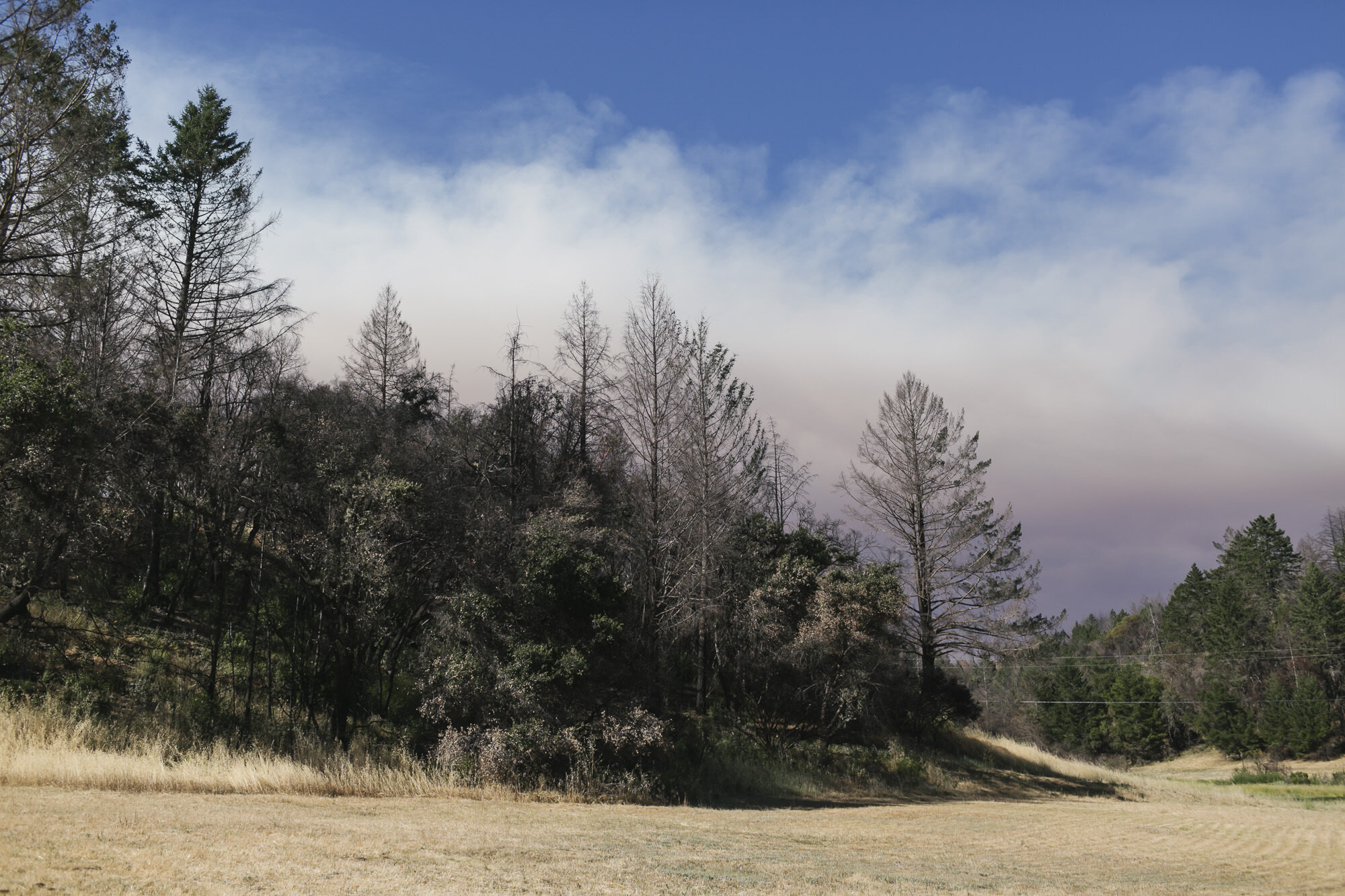 Wildfire smoke approaches wedding ceremony in backyard Sonoma California