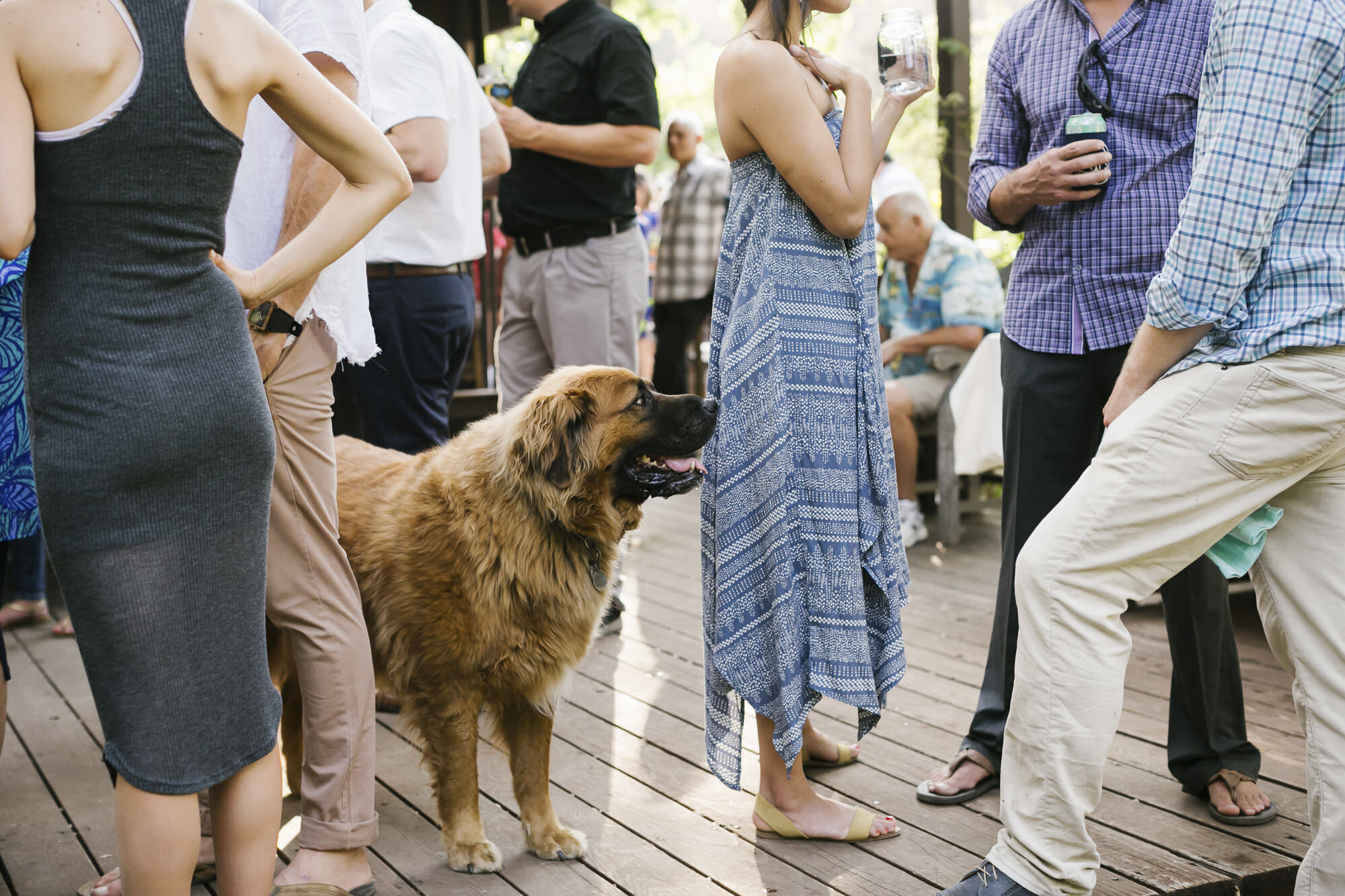 Backyard wedding reception in Sonoma California with big friendly dog