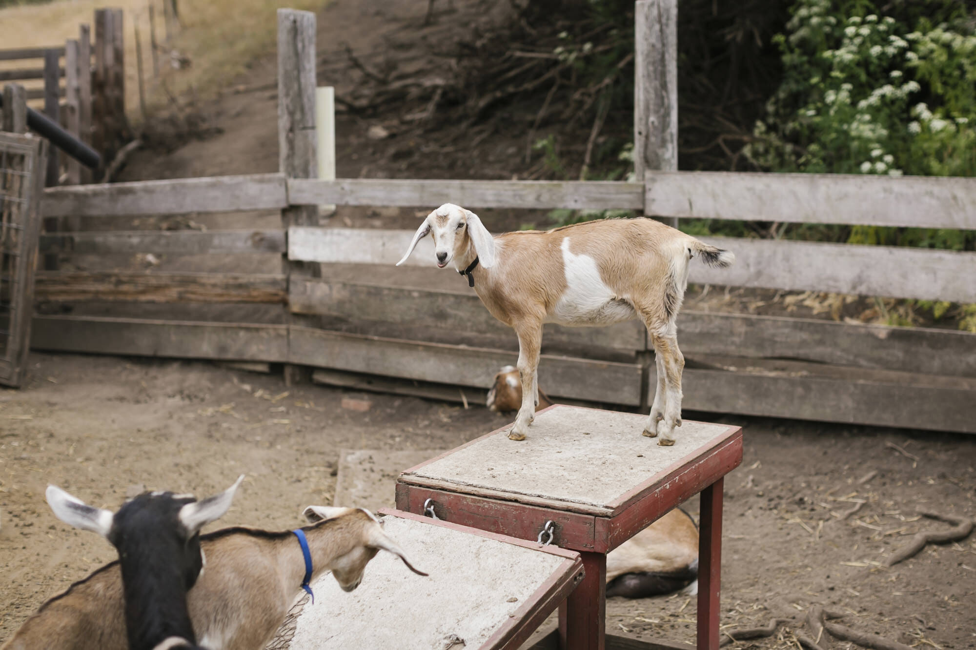Cute goat stands on table at Slide Ranch