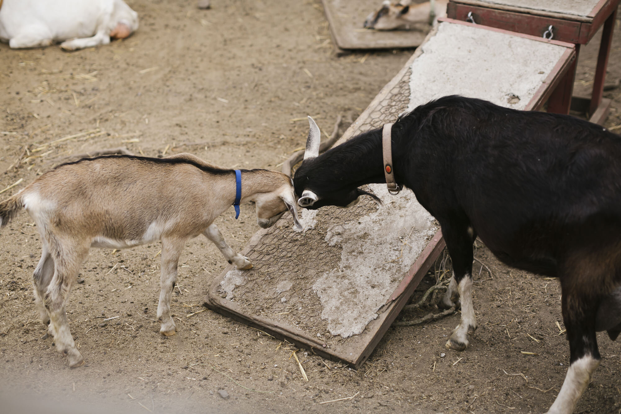 Two goats playfully butt heads