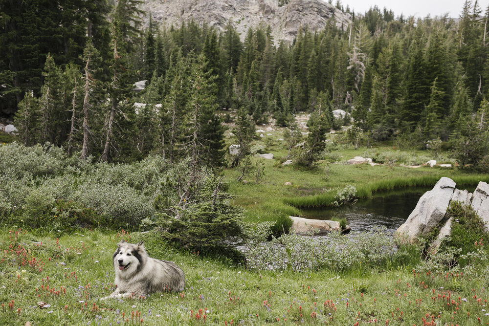 Bride's Alaskan Malamute dog lays down in wildflower meadow next to a stream in the Sierra Nevada mountains 