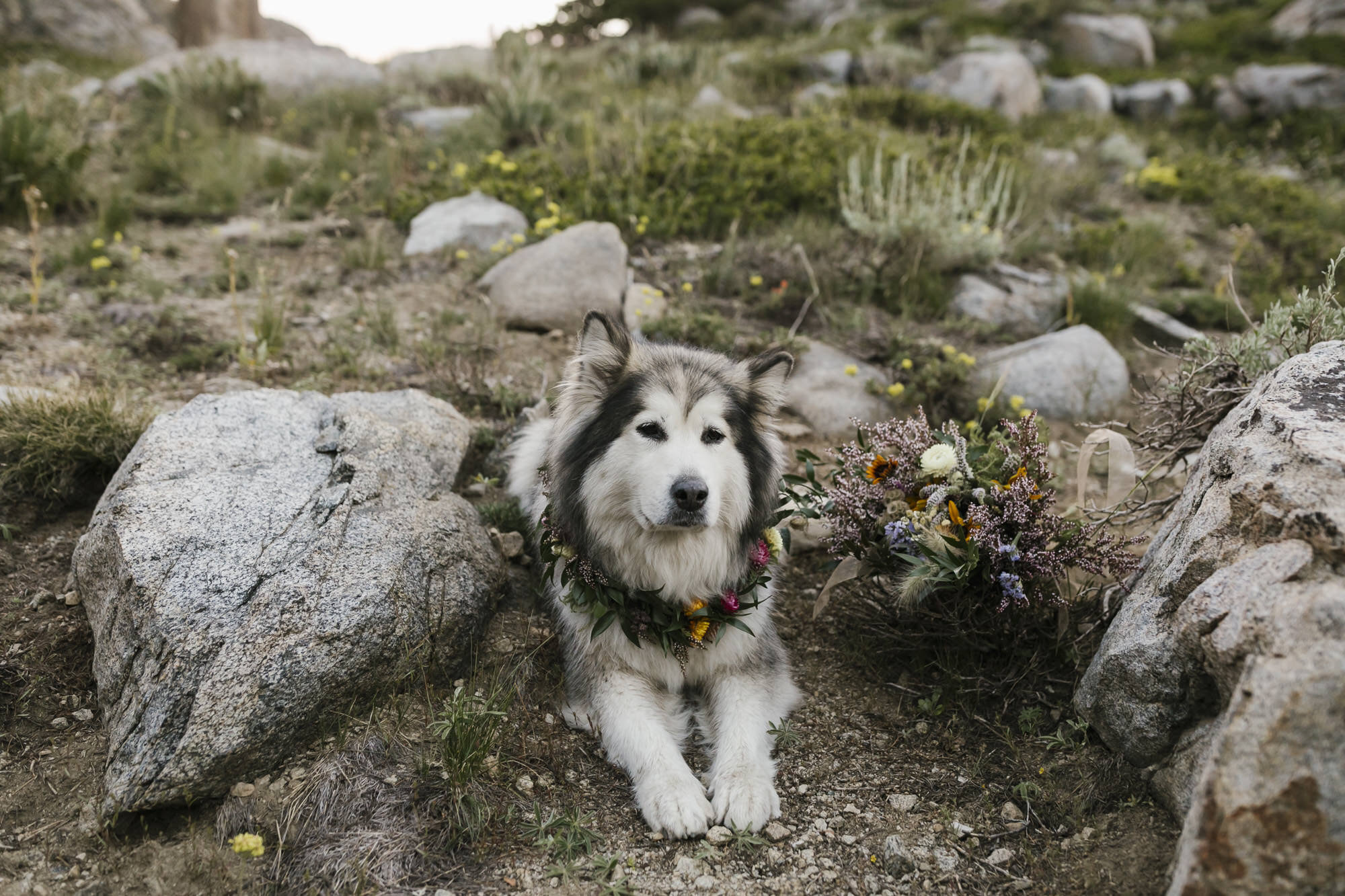 Alaskan Malamute flower dog lays down next to her mom's wedding bouquet in the mountains