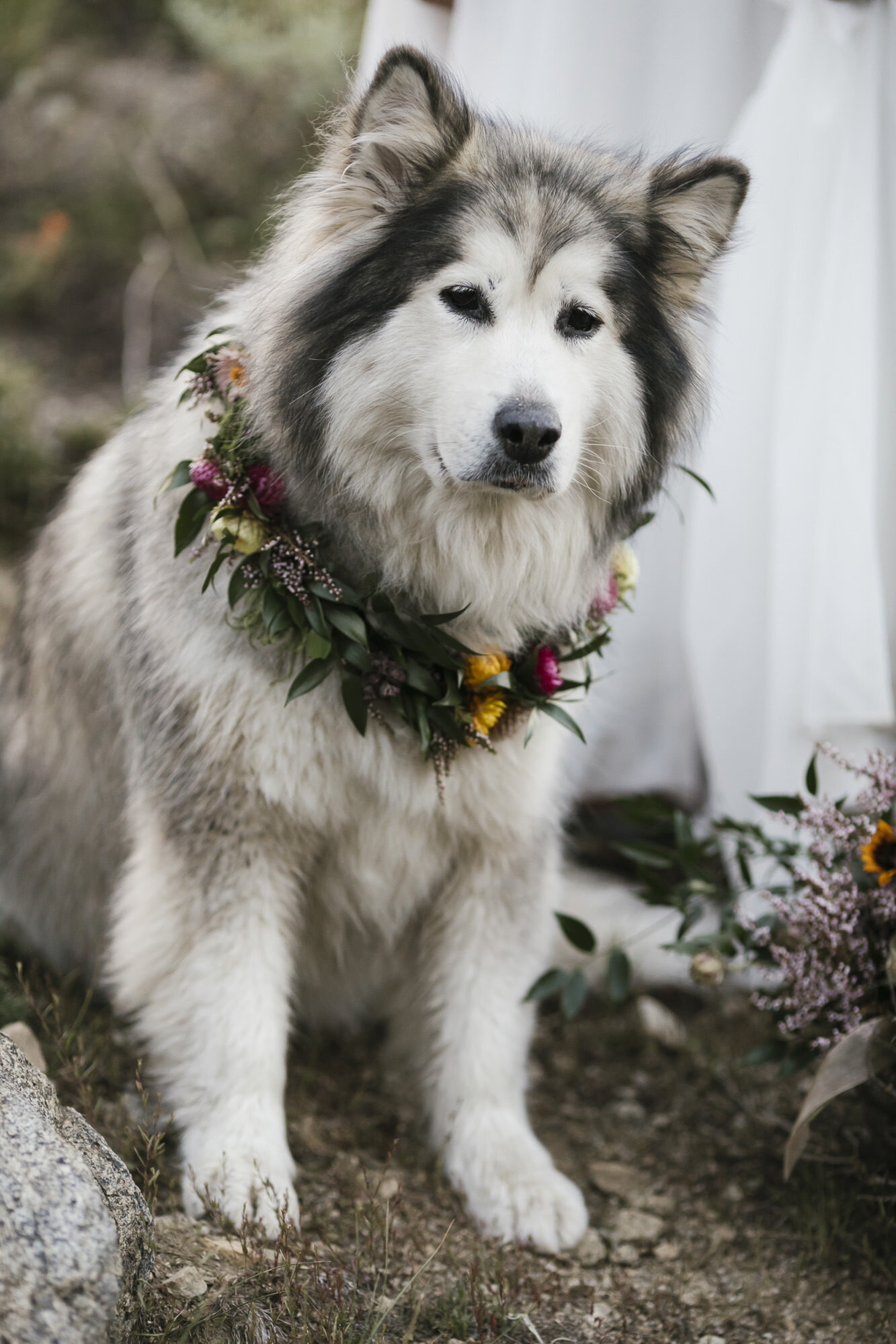 Alaskan Malamute "flower girl" dog shows off her flower collar