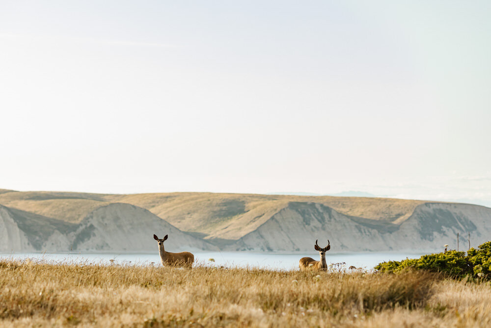 Two deer in Point Reyes during an elopement