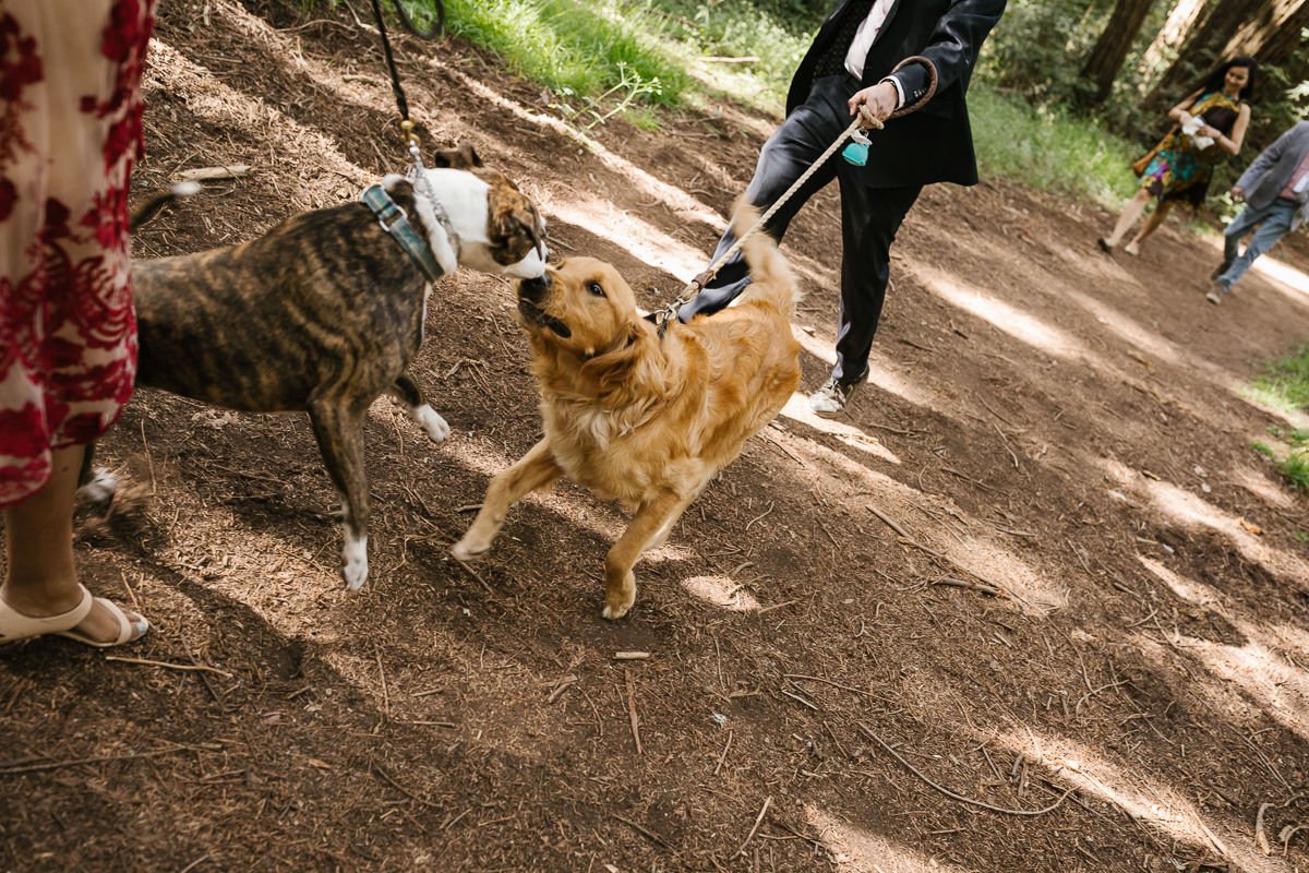 Two dogs greet each other at couple's redwood forest elopement